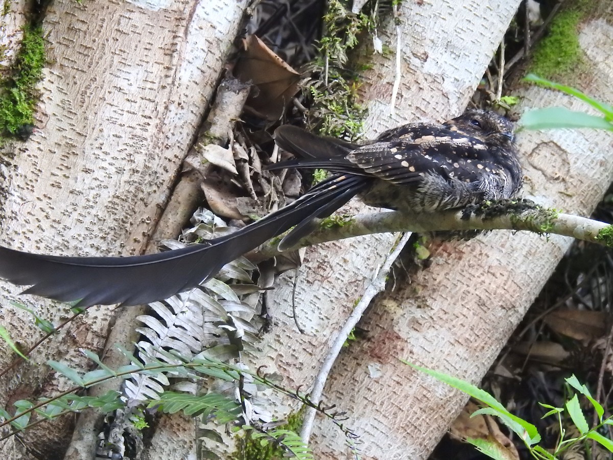 Lyre-tailed Nightjar - ML628743254