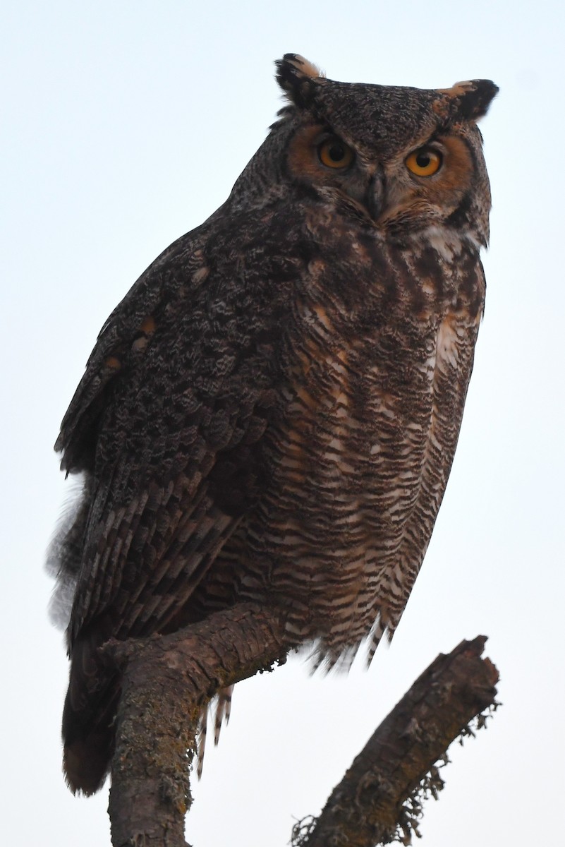 Great Horned Owl - ML628743413