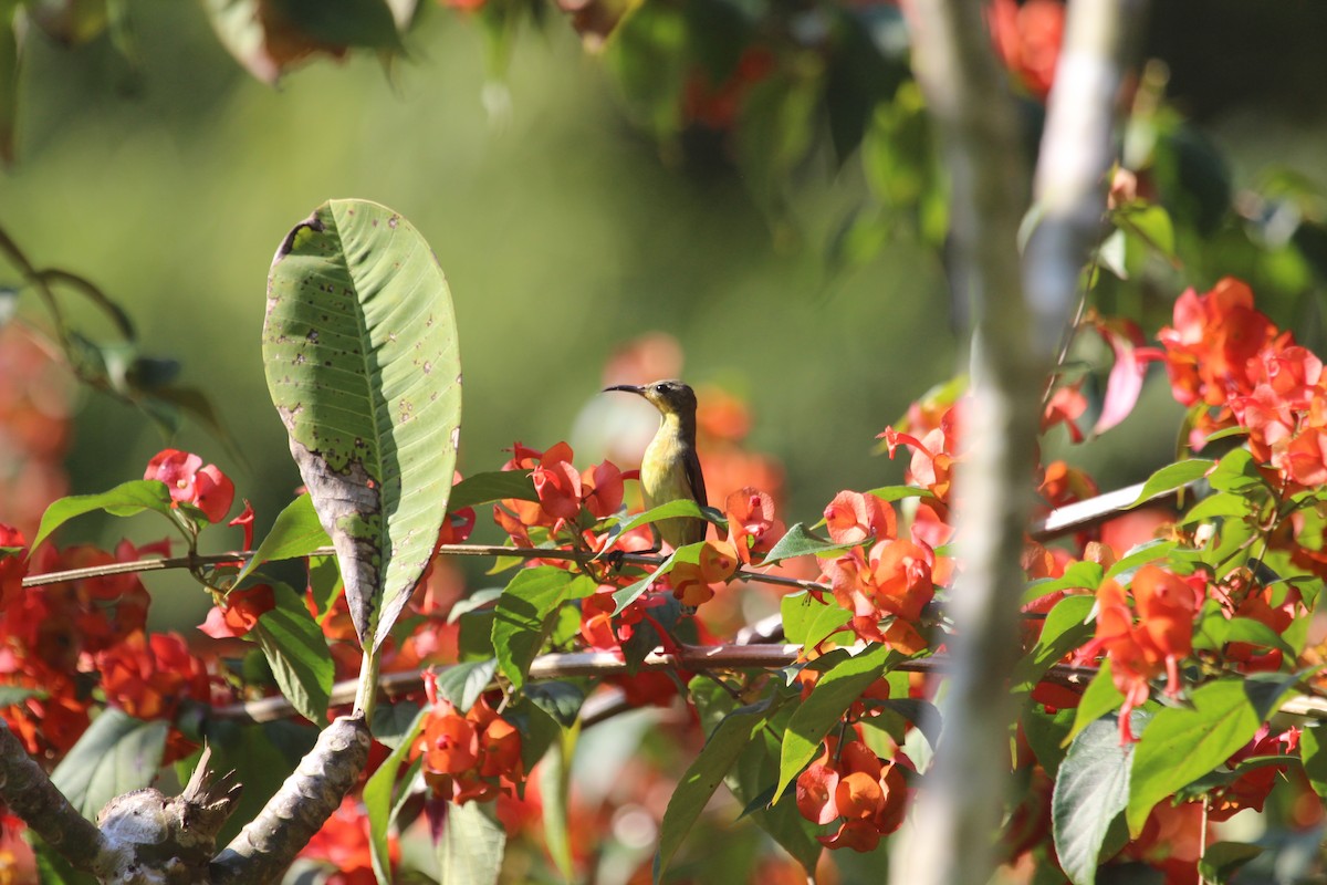 Ornate Sunbird (Cream-bellied) - ML628743741