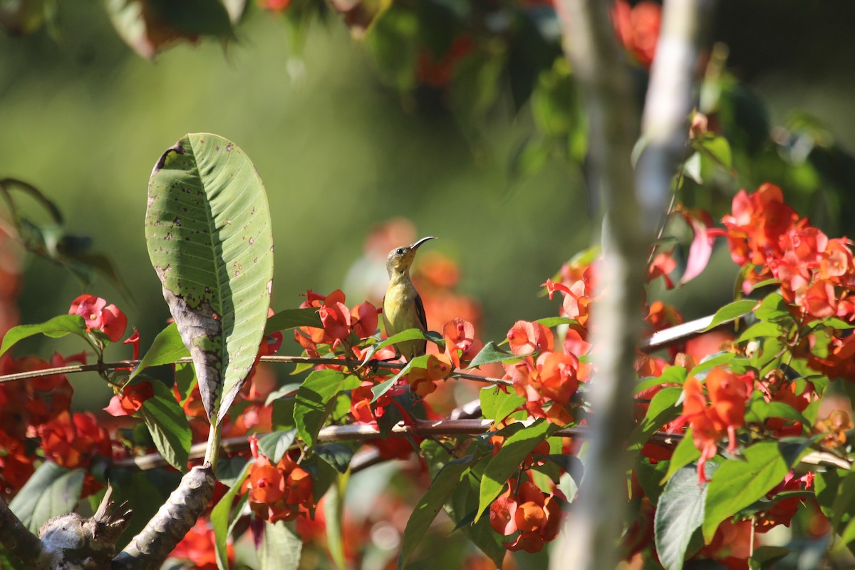 Ornate Sunbird (Cream-bellied) - ML628743753