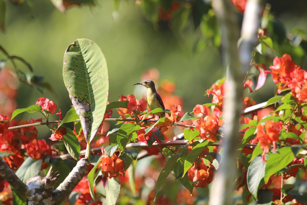 Ornate Sunbird (Cream-bellied) - ML628743763