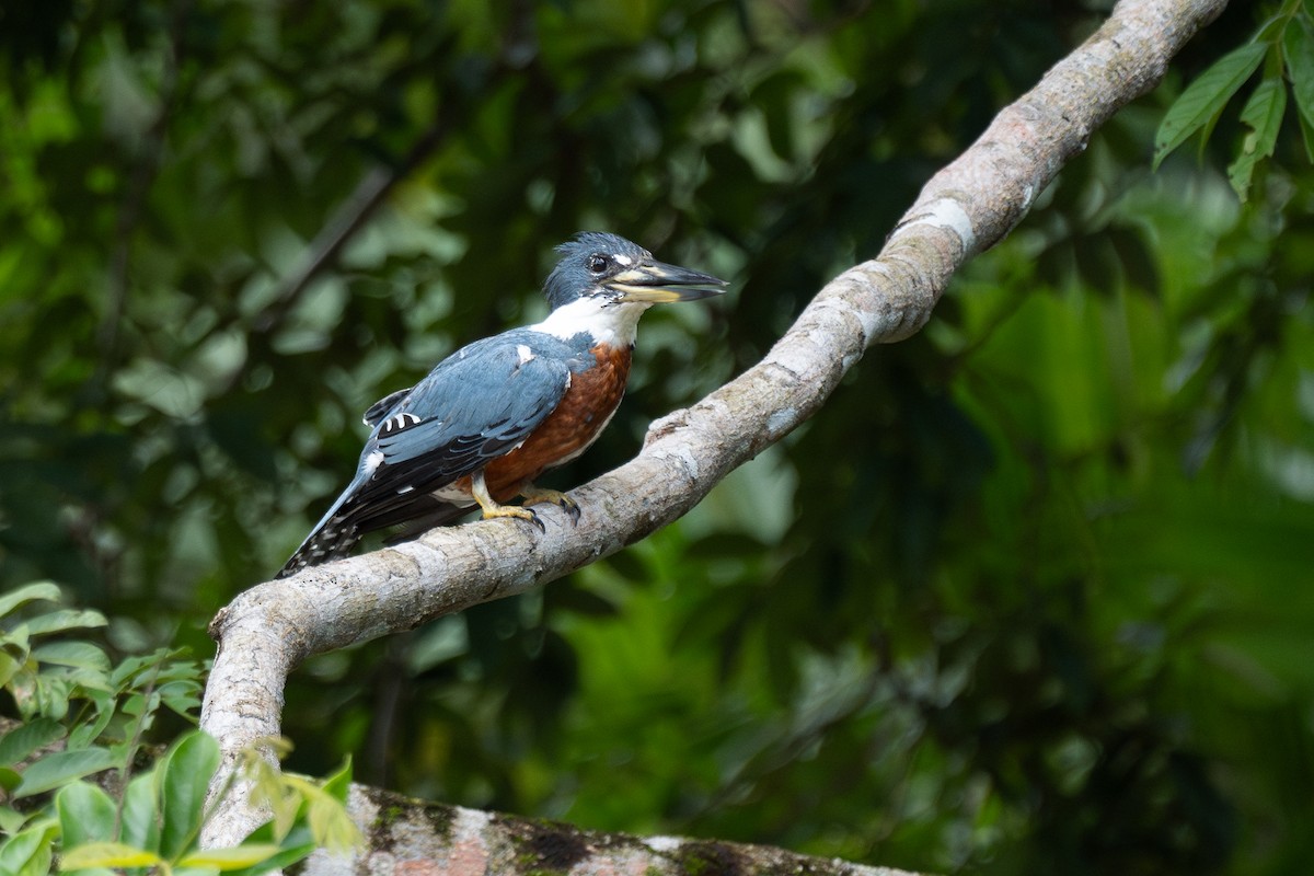 Ringed Kingfisher - ML628743766