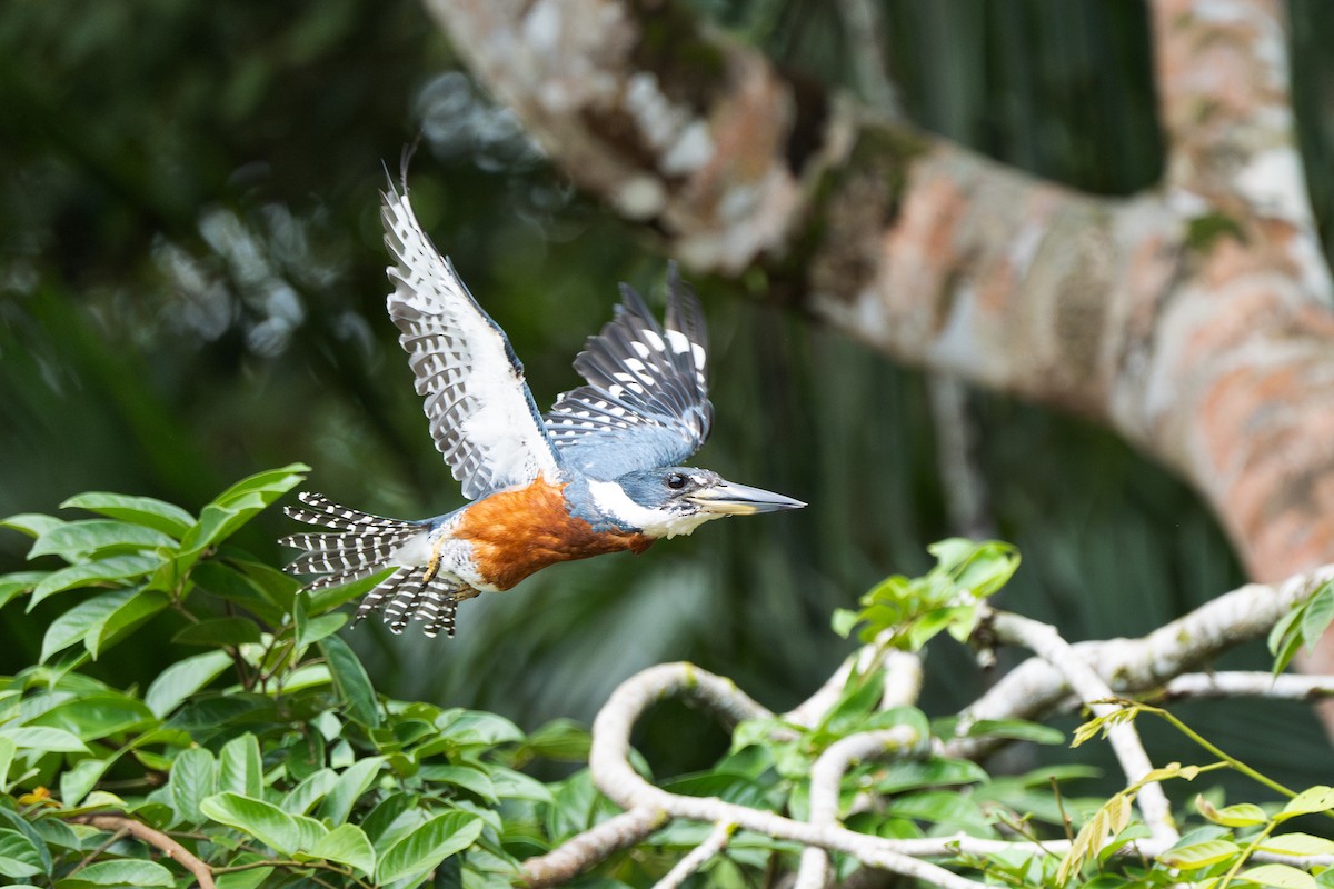 Ringed Kingfisher - ML628743767