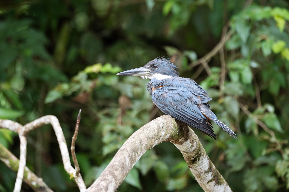 Ringed Kingfisher - ML628743927