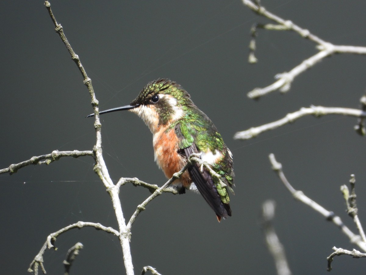 White-bellied Woodstar - ML628744256