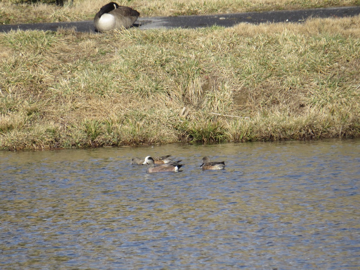 American Wigeon - ML628744276