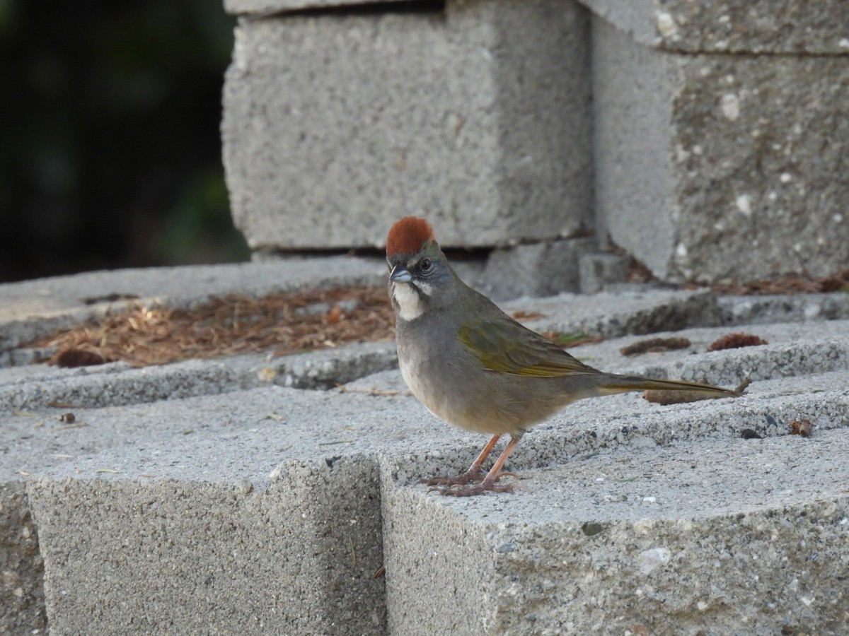 Green-tailed Towhee - ML628744325