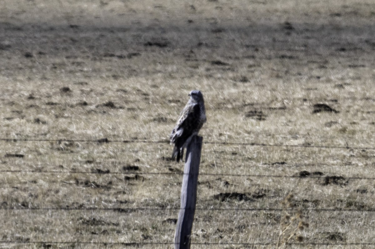 Rough-legged Hawk - ML628744737