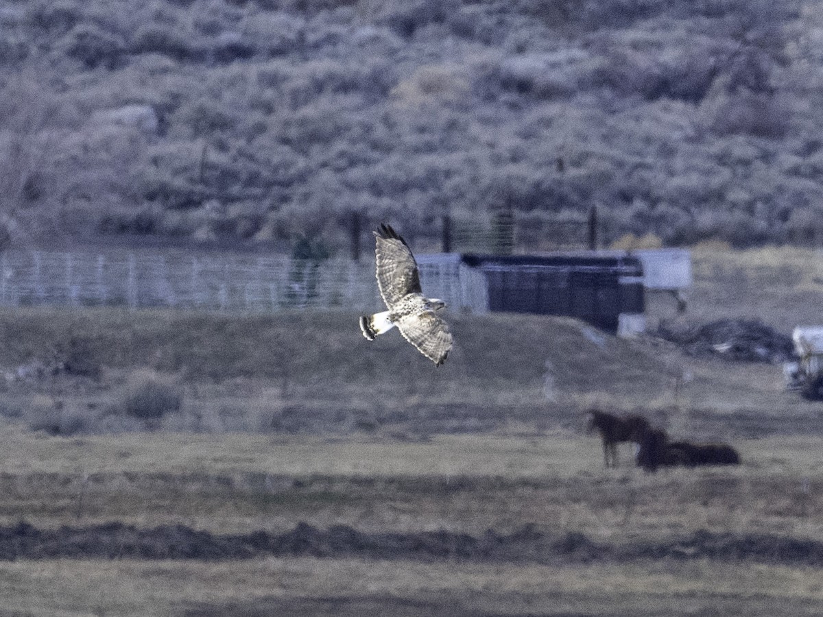 Rough-legged Hawk - ML628744741