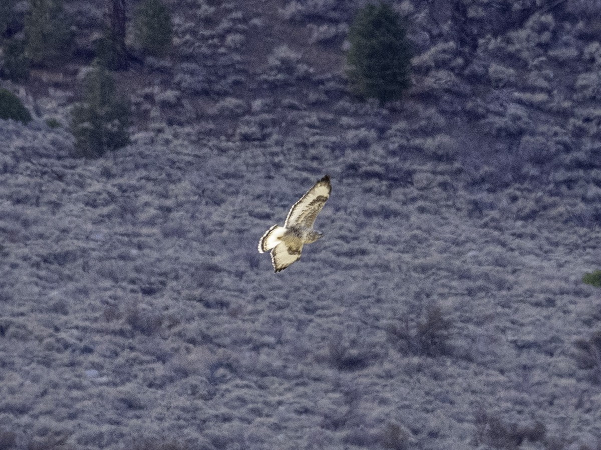 Rough-legged Hawk - ML628744760