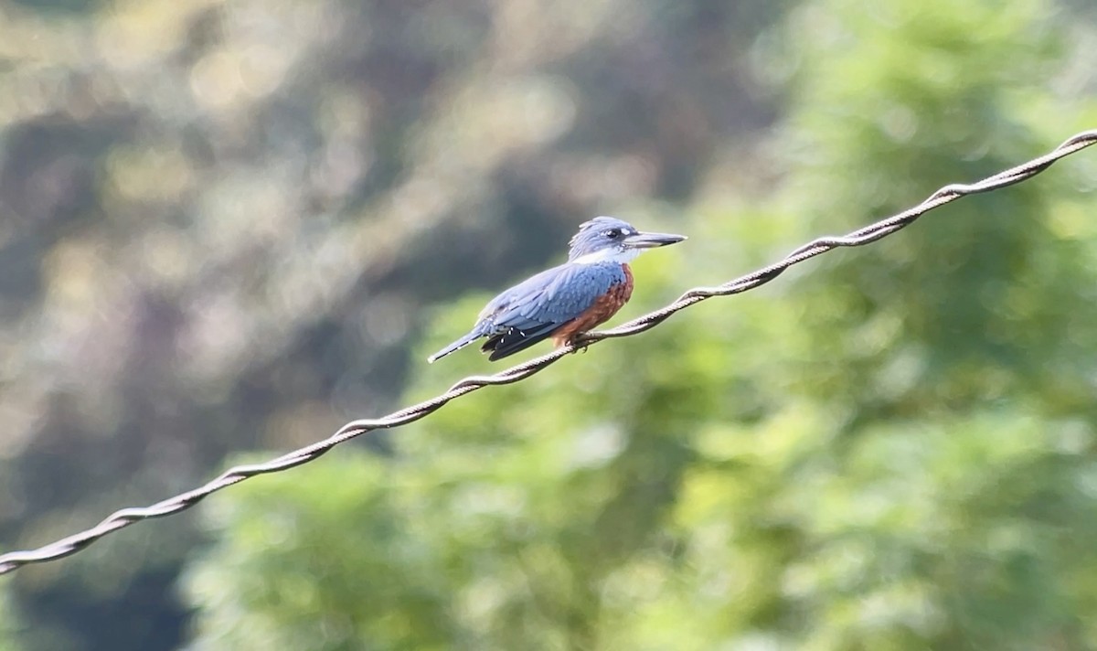 Ringed Kingfisher - ML628744843