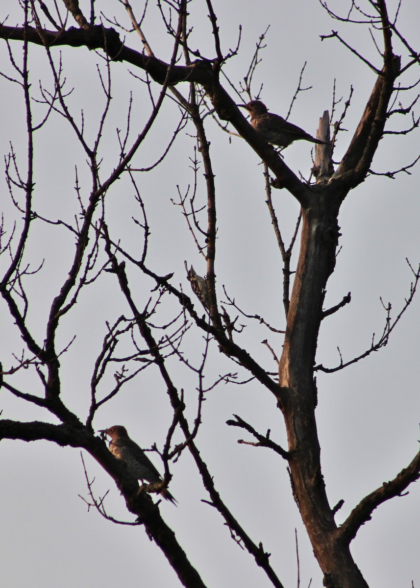 Northern Flicker - ML628744888