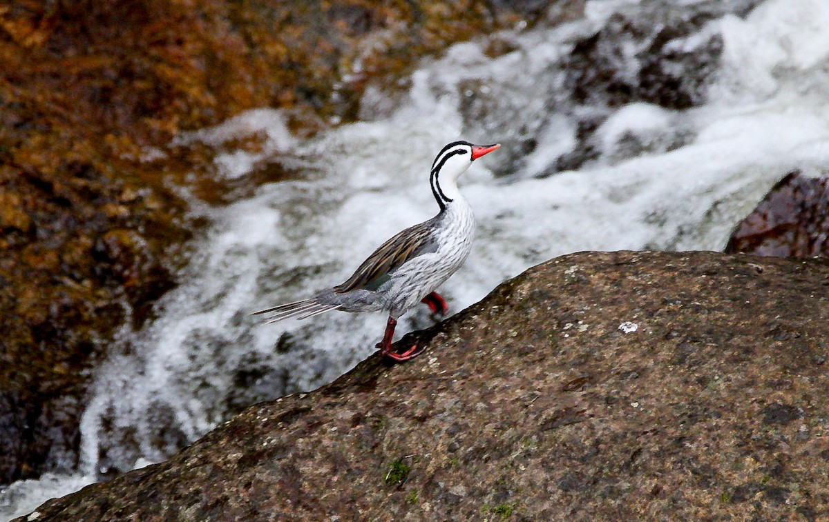 Torrent Duck - ML628745122