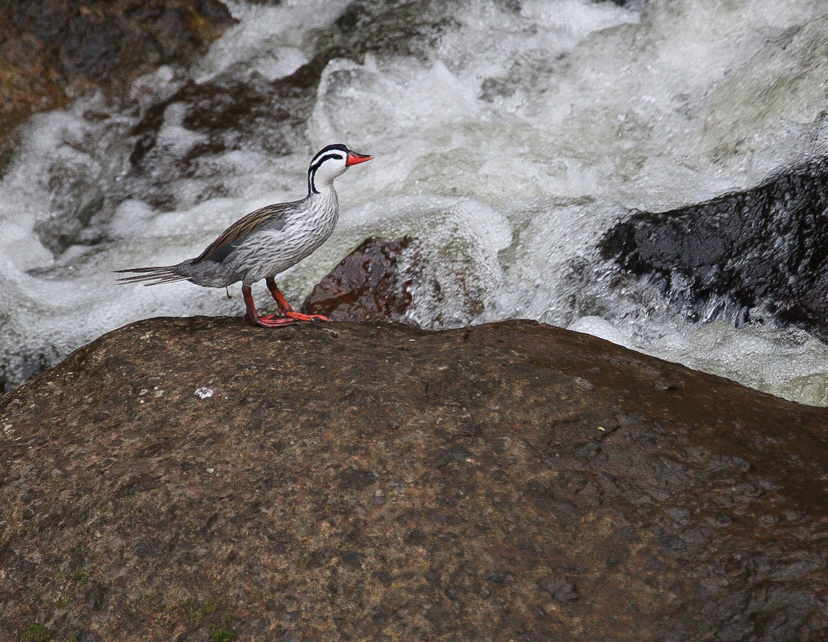 Torrent Duck - ML628745123