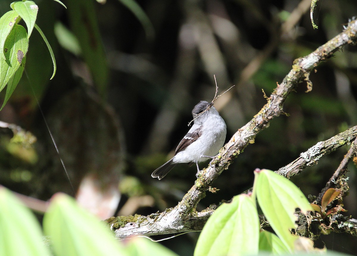 Torrent Tyrannulet - ML628745159