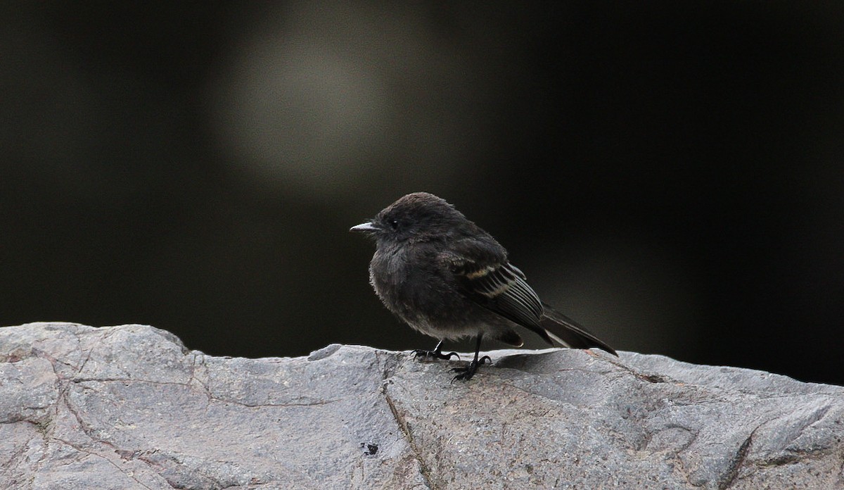 Black Phoebe (White-winged) - ML628745163