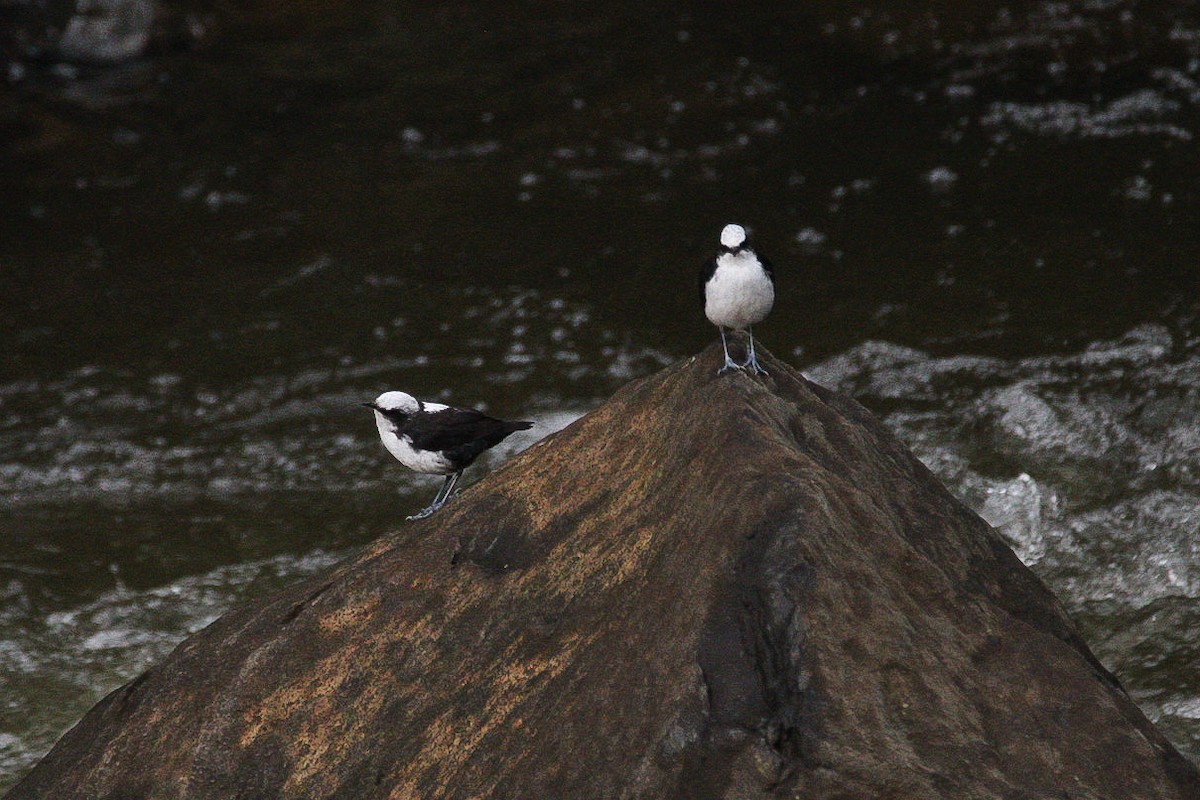 White-capped Dipper - ML628745169