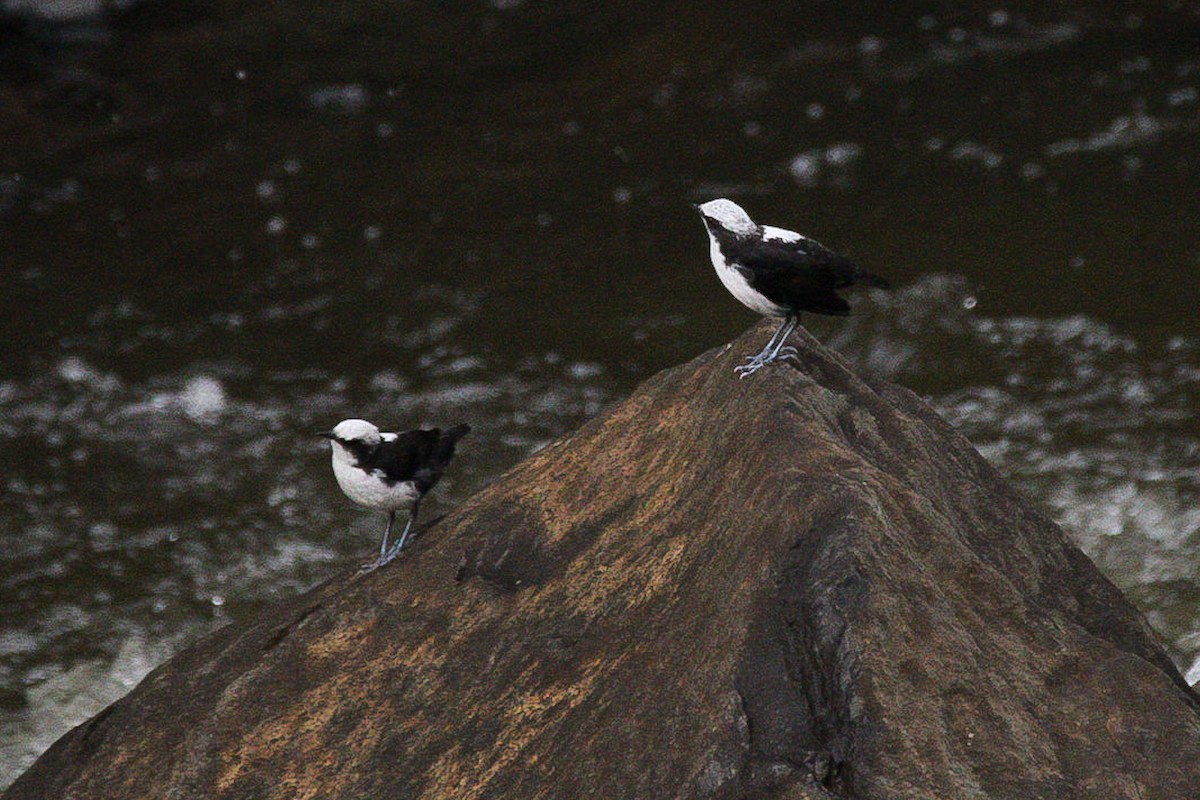 White-capped Dipper - ML628745170