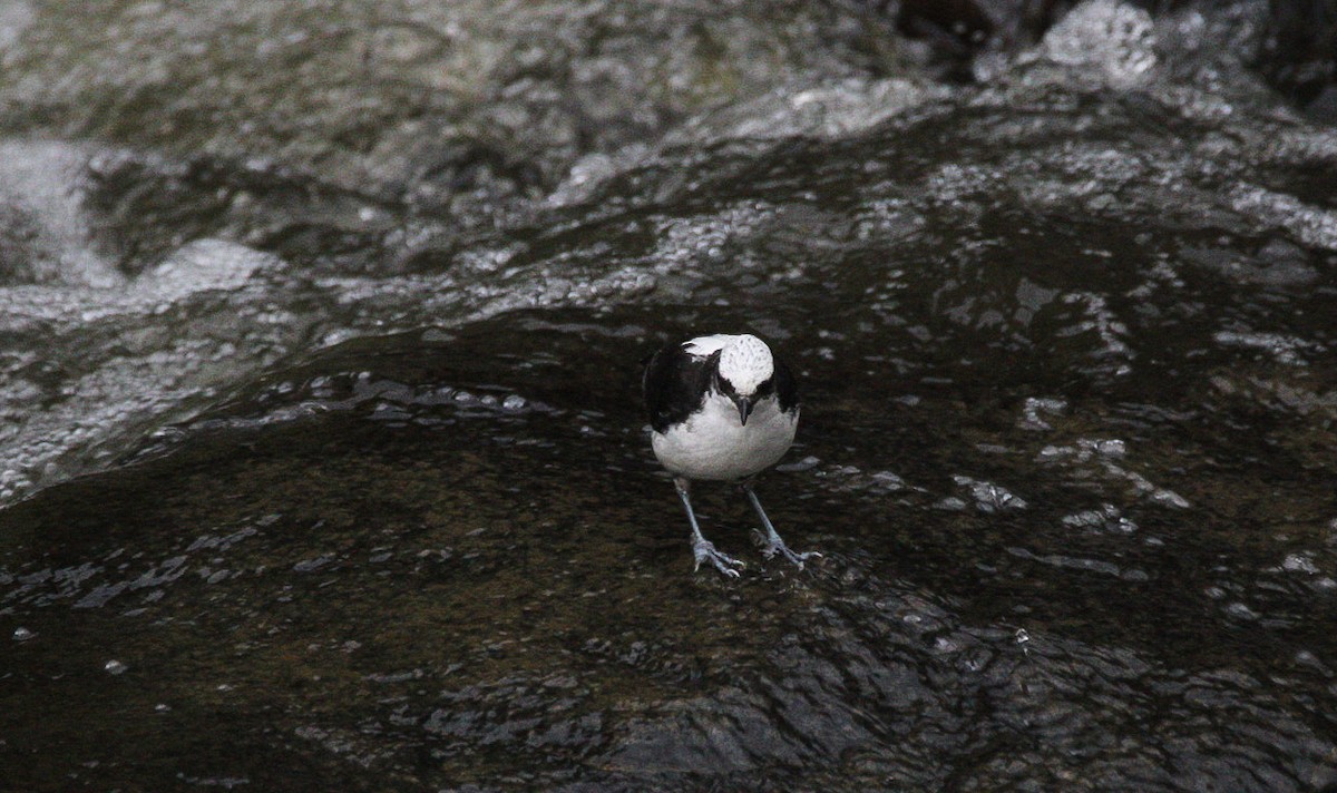 White-capped Dipper - ML628745171