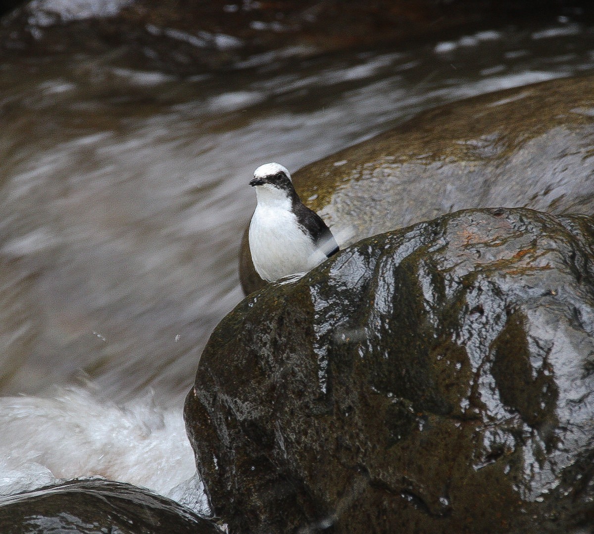 White-capped Dipper - ML628745172