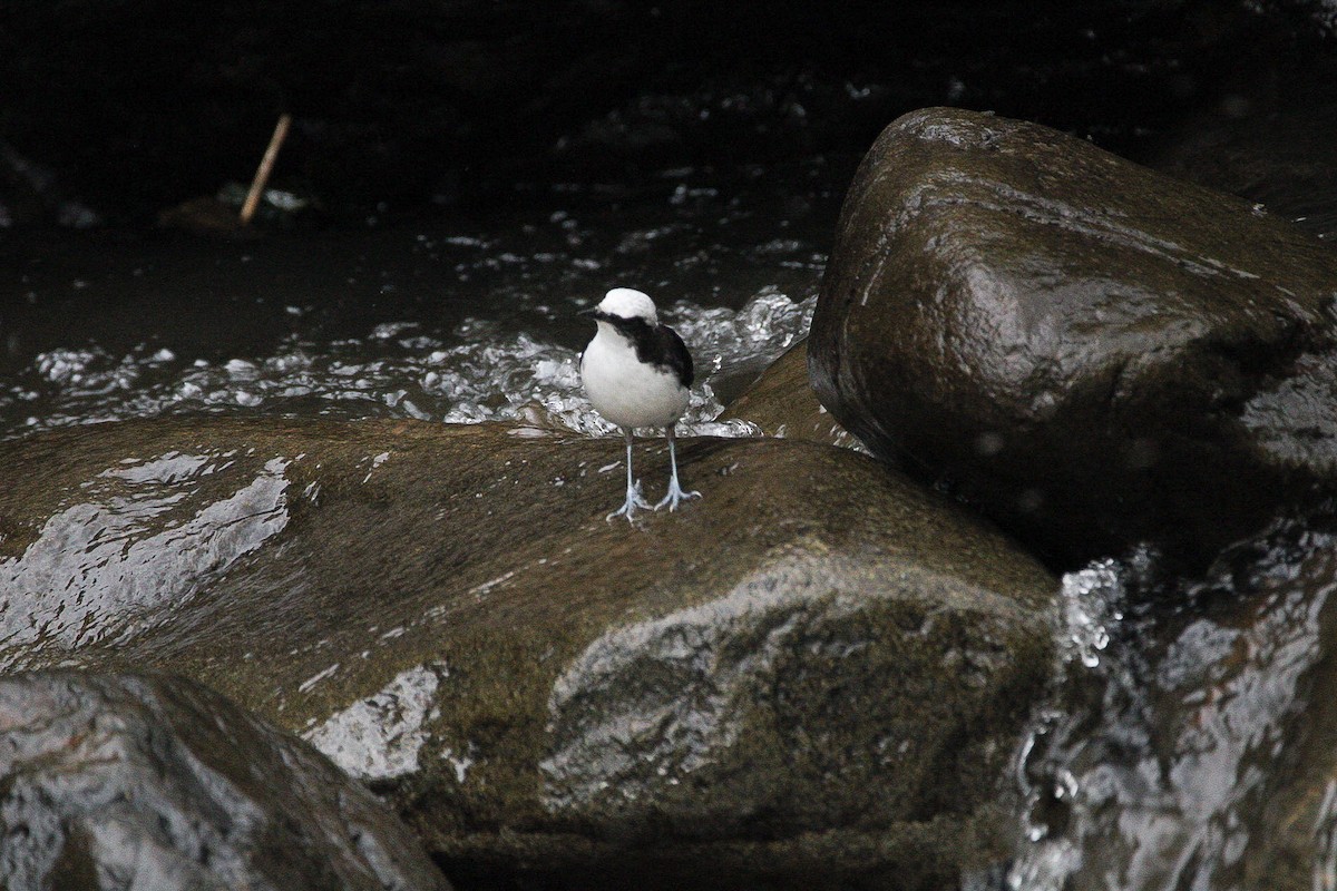 White-capped Dipper - ML628745173