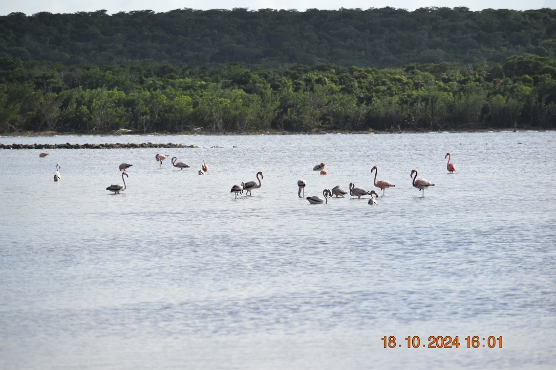 American Flamingo - ML628745389