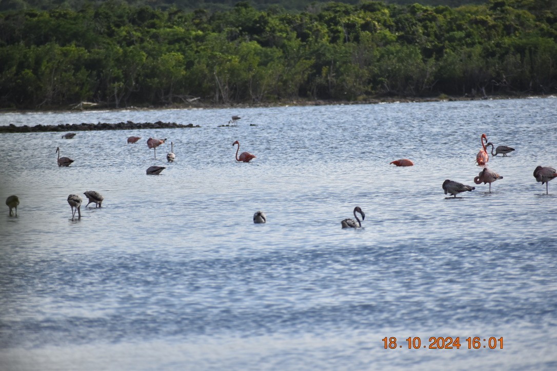 American Flamingo - ML628745397