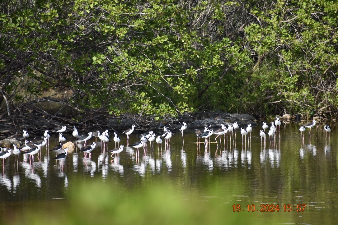 Black-necked Stilt - ML628745407