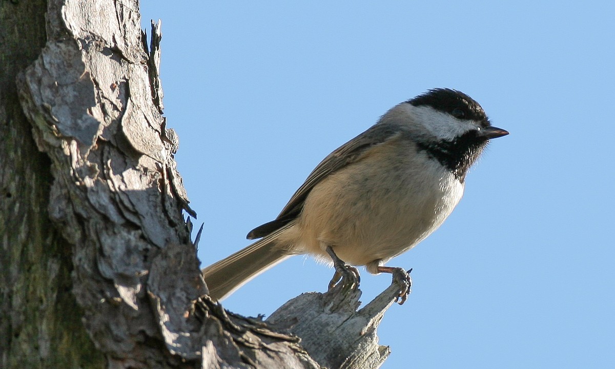 Carolina Chickadee - ML628745686