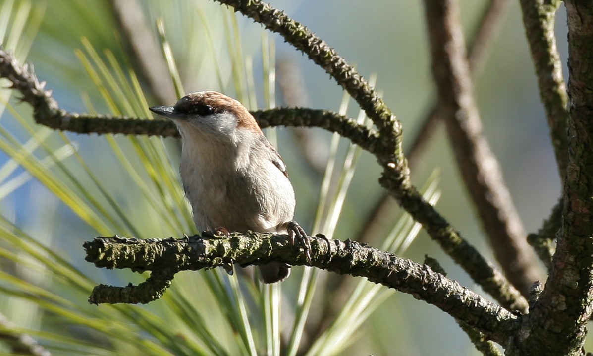 Brown-headed Nuthatch - ML628745695