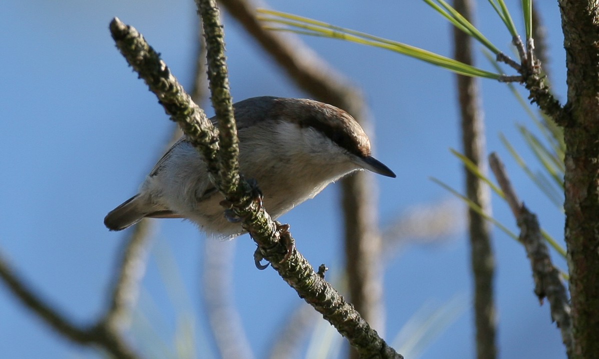 Brown-headed Nuthatch - ML628745696