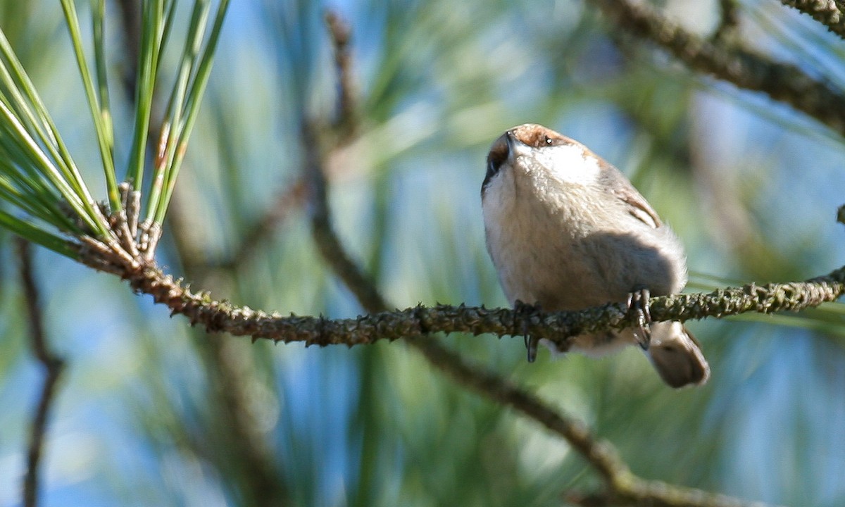 Brown-headed Nuthatch - ML628745698