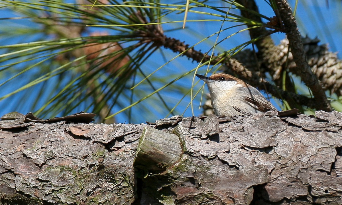 Brown-headed Nuthatch - ML628745699