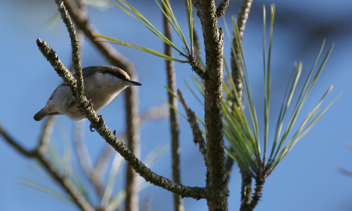 Brown-headed Nuthatch - ML628745700