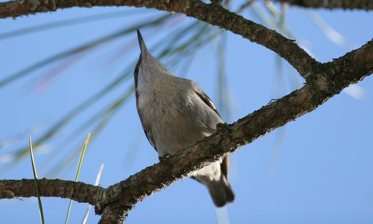 Brown-headed Nuthatch - ML628745701