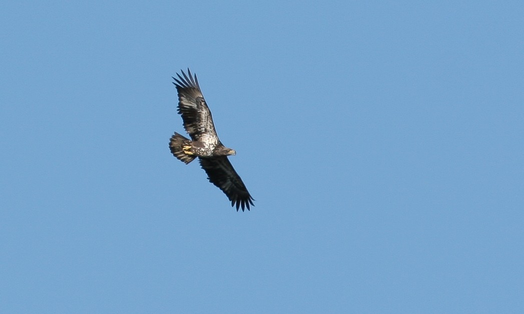 Bald Eagle - ML628745714