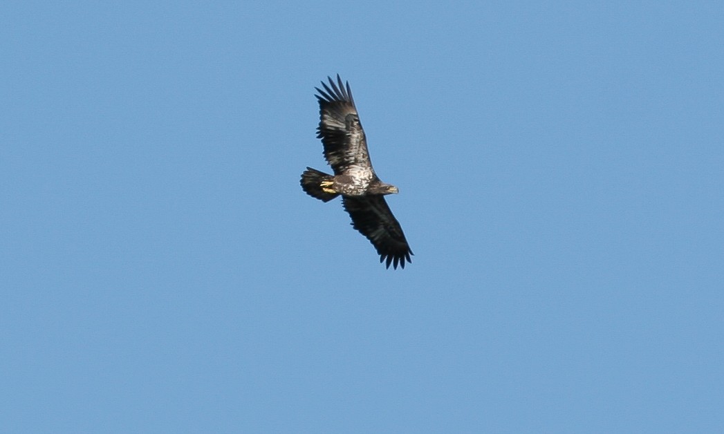 Bald Eagle - ML628745715