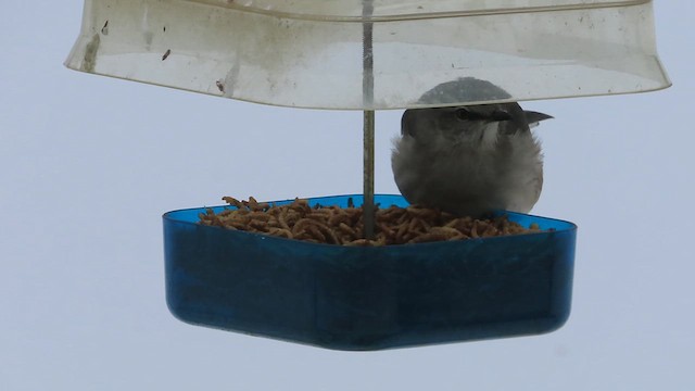 Northern Mockingbird - ML628745772