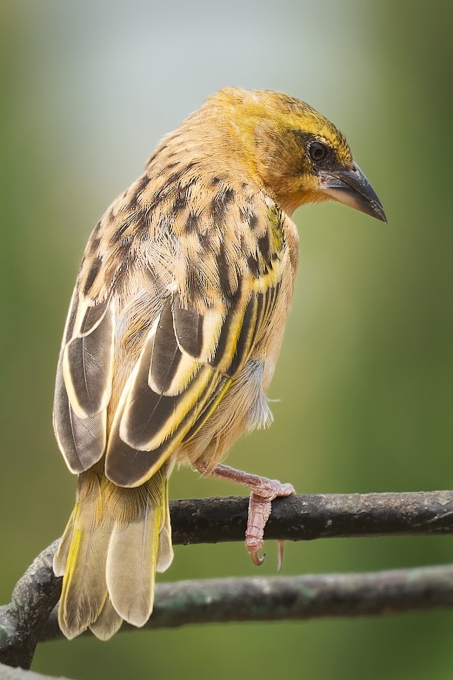 Black-headed Weaver - ML628745942