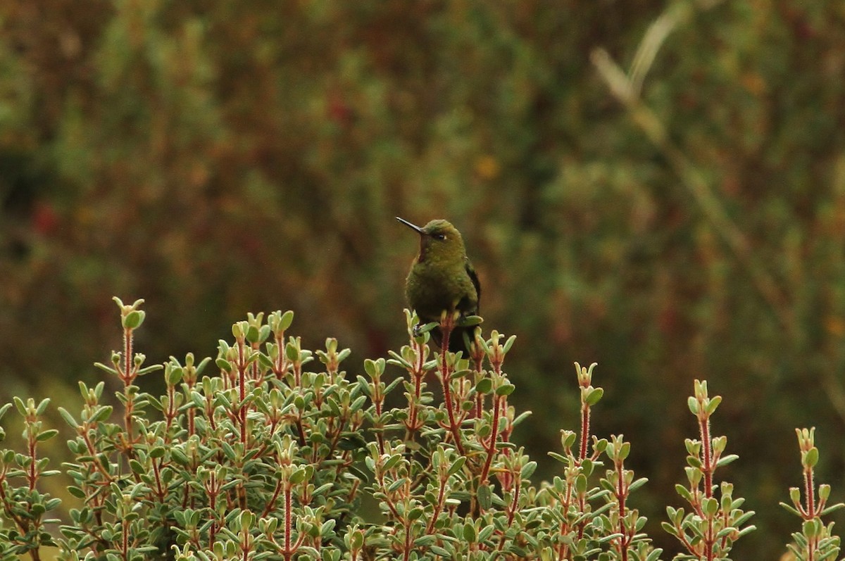 Fire-throated Metaltail - ML628745973