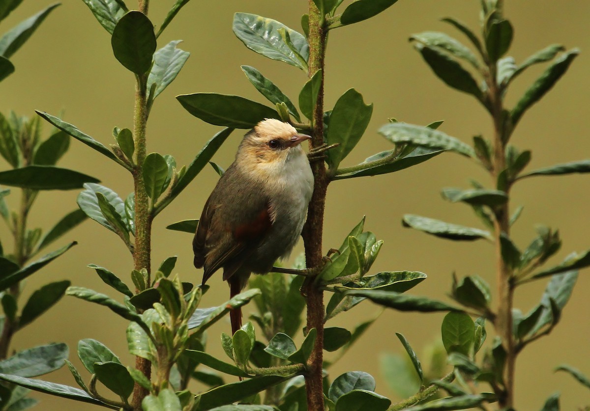 Creamy-crested Spinetail - ML628745984