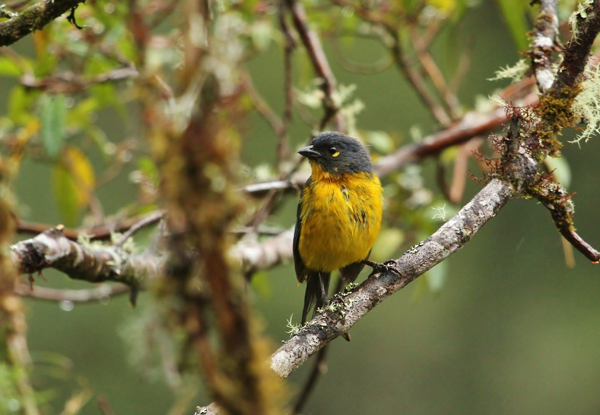 Lacrimose Mountain Tanager - ML628745995
