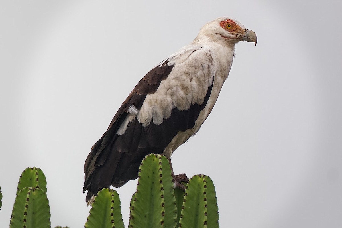 Palm-nut Vulture - ML628746012