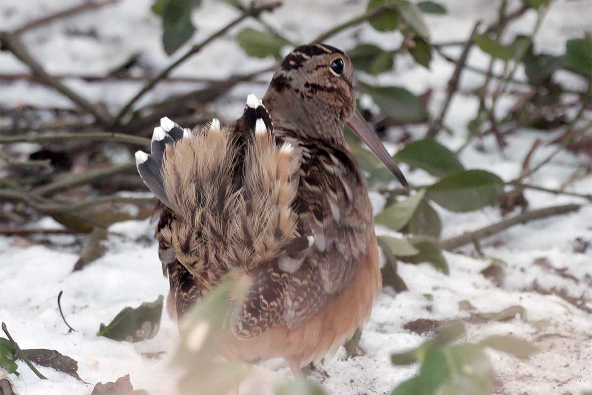 American Woodcock - ML628746037