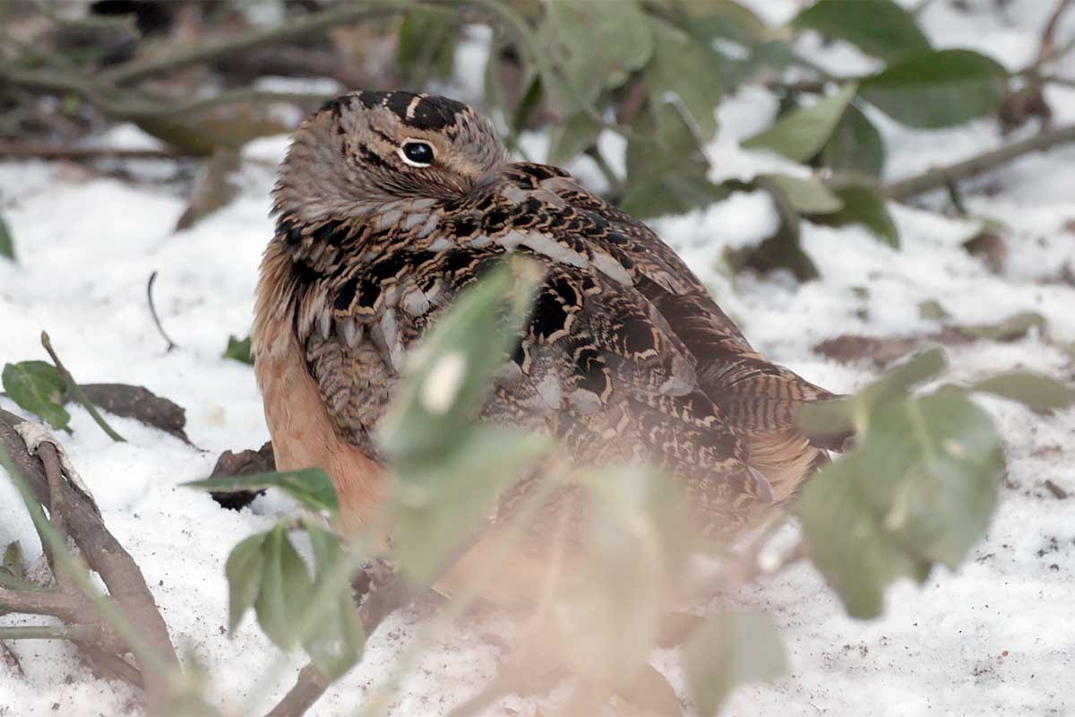 American Woodcock - ML628746039