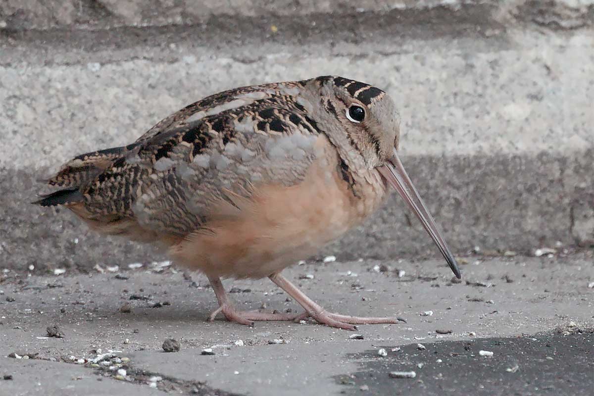 American Woodcock - ML628746040