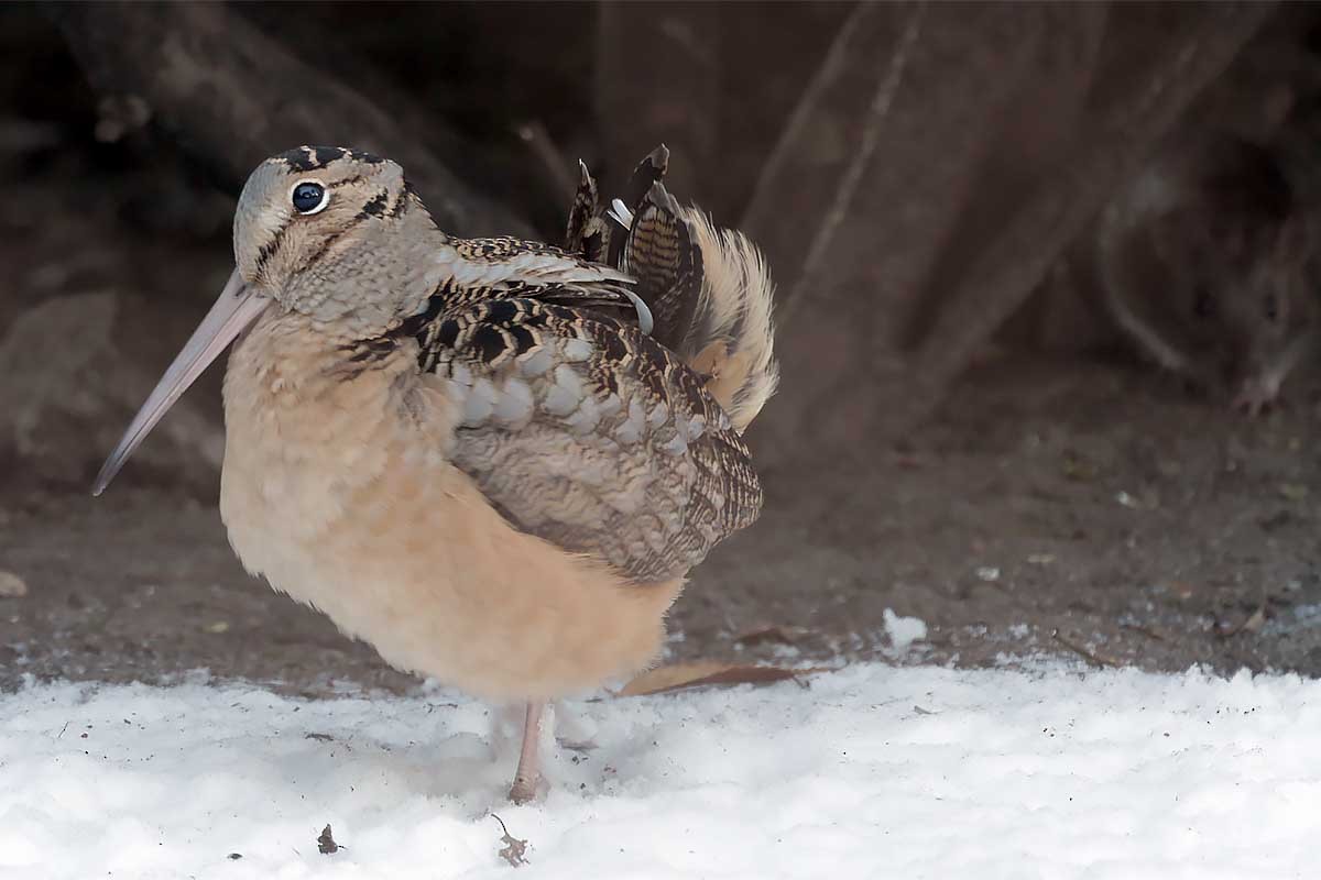 American Woodcock - ML628746041
