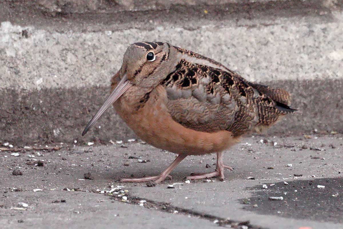 American Woodcock - ML628746042