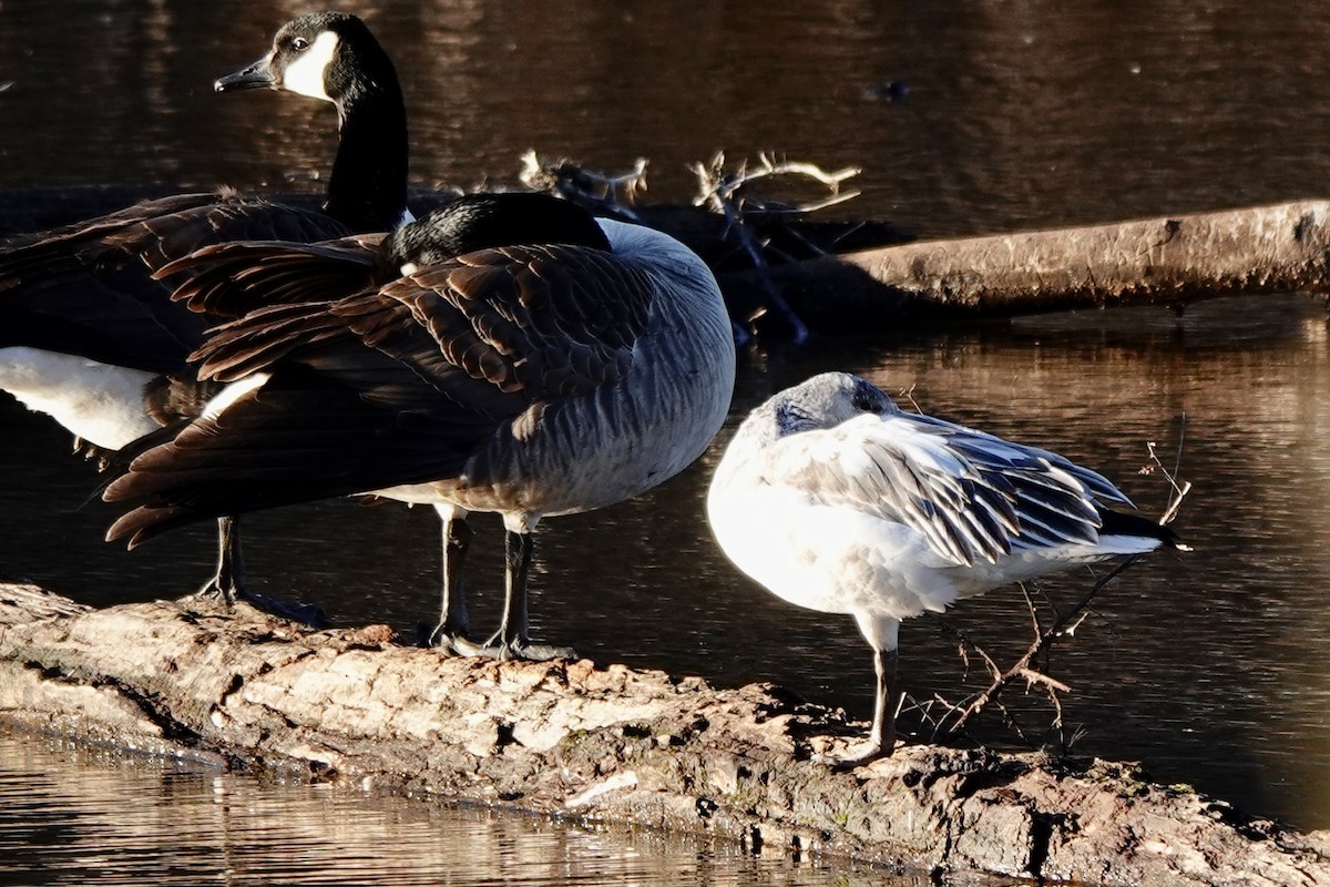 Snow Goose - ML628746124