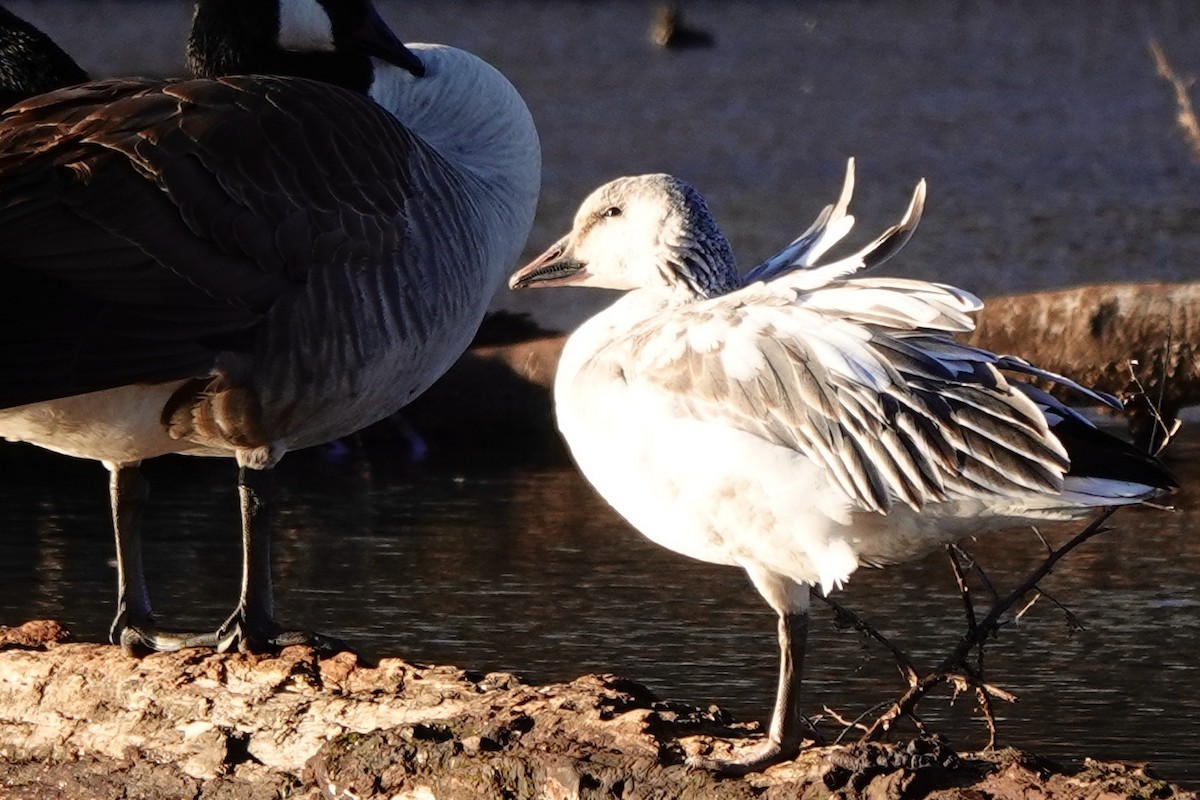 Snow Goose - ML628746125